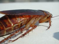 Cockroach image