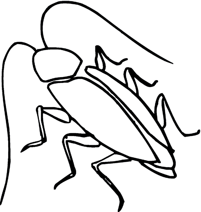 free Cockroach coloring page