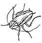 Cockroach coloring page