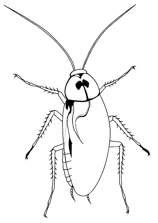 free Cockroach coloring page