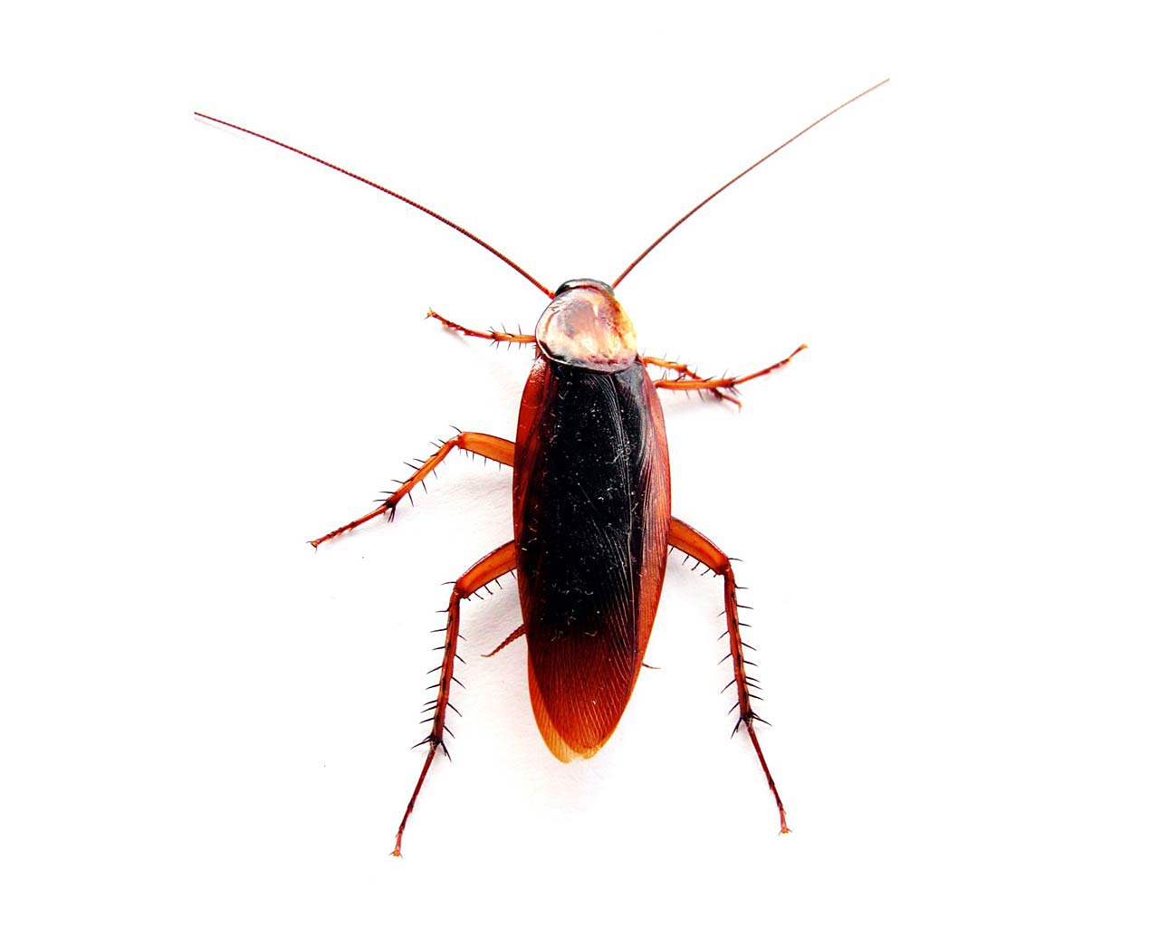 free Cockroach wallpaper wallpapers download