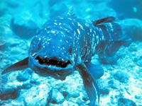 Coelacanth image