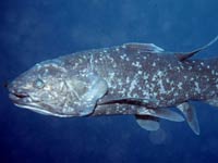 Coelacanth photo