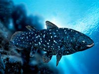 Coelacanth image