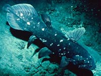 Coelacanth image