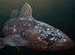 coelacanth