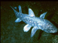 Coelacanth wallpaper