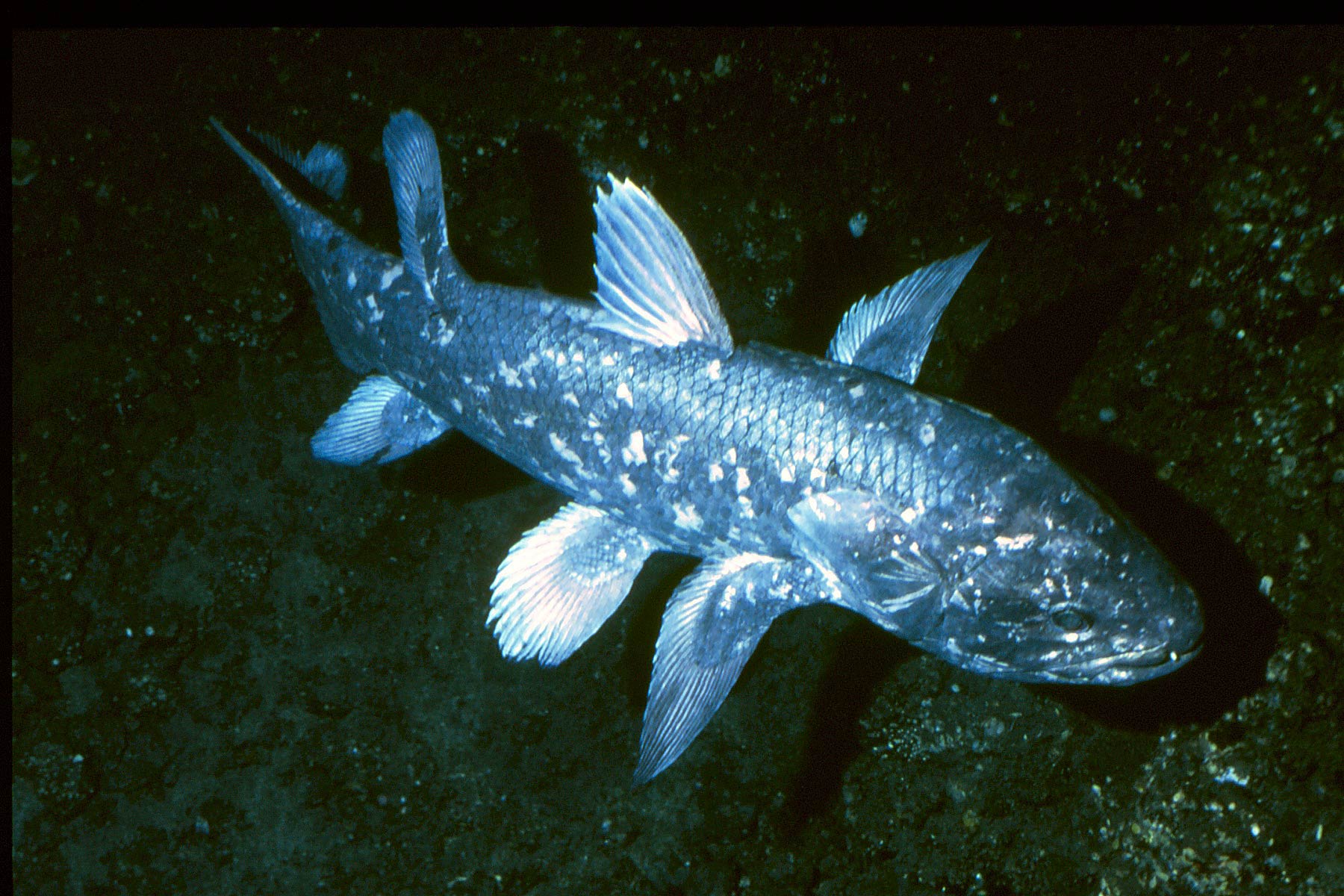 free Coelacanth wallpaper wallpapers download