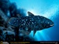 Coelacanth wallpaper