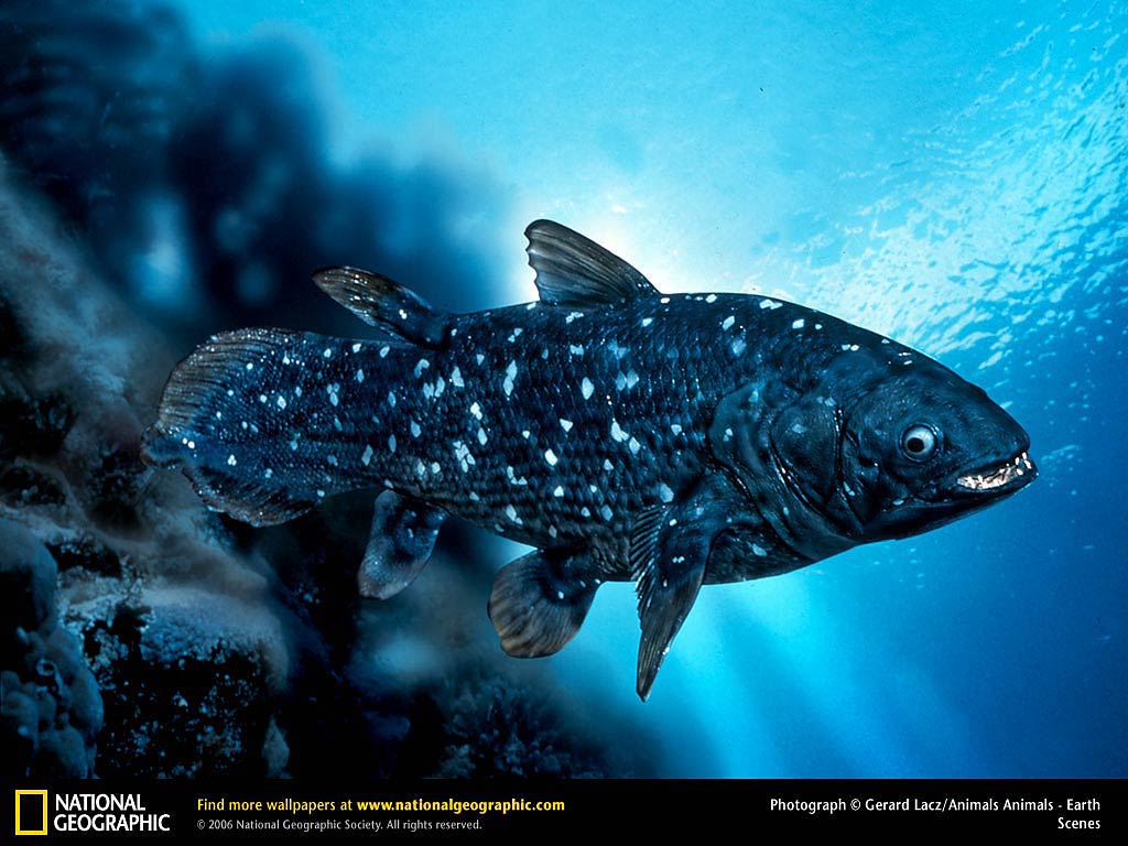 free Coelacanth wallpaper wallpapers download