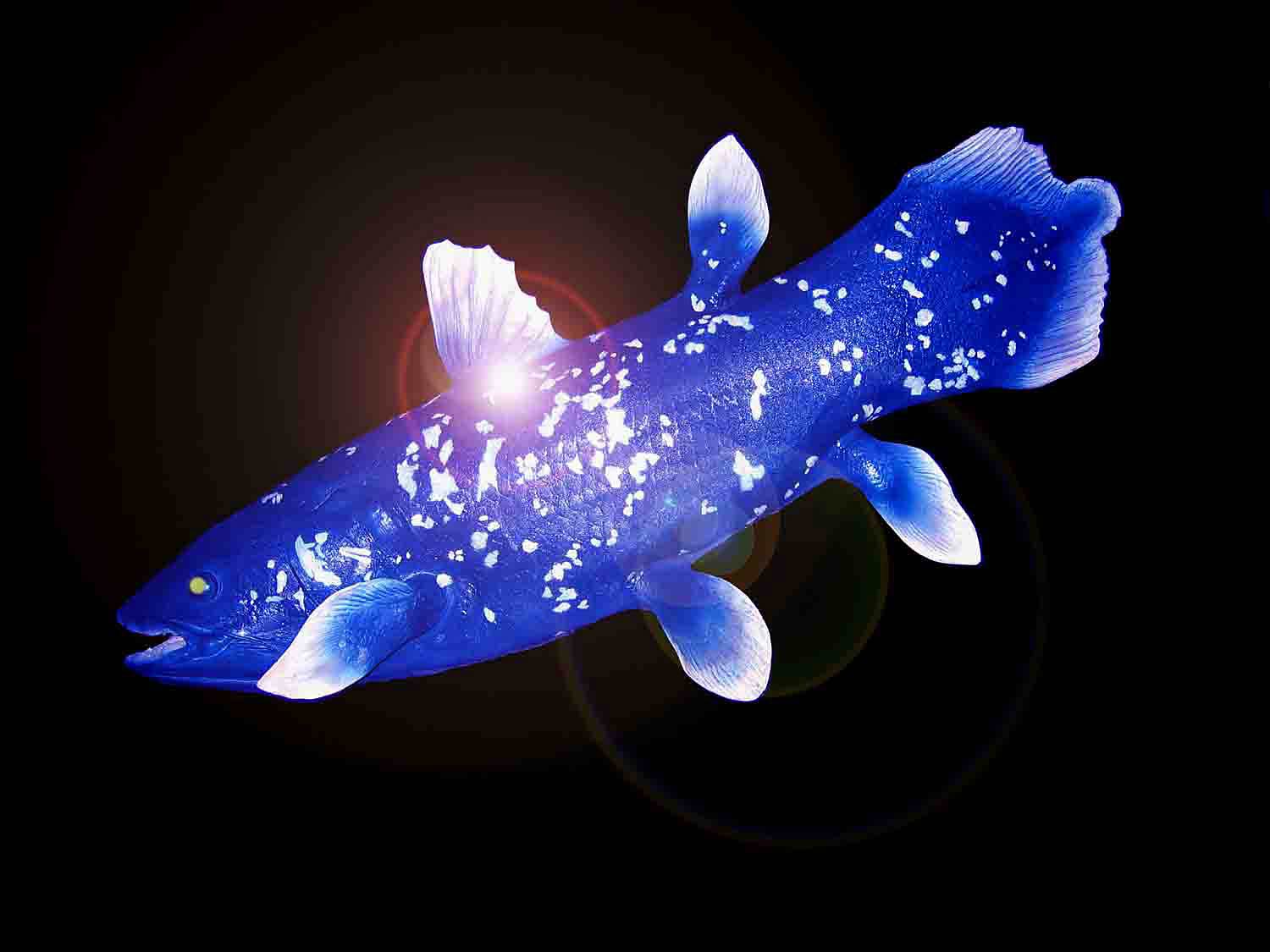 free Coelacanth wallpaper wallpapers and background