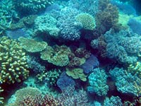 Coral image