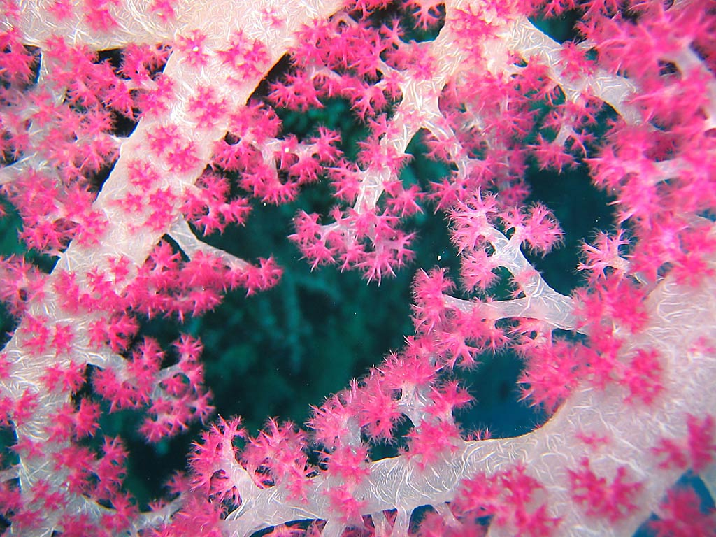 free Coral wallpaper wallpapers and background