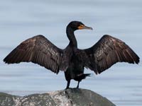 Cormorant image