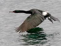 Cormorant image