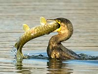 Cormorant image