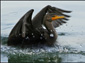 Cormorant wallpaper