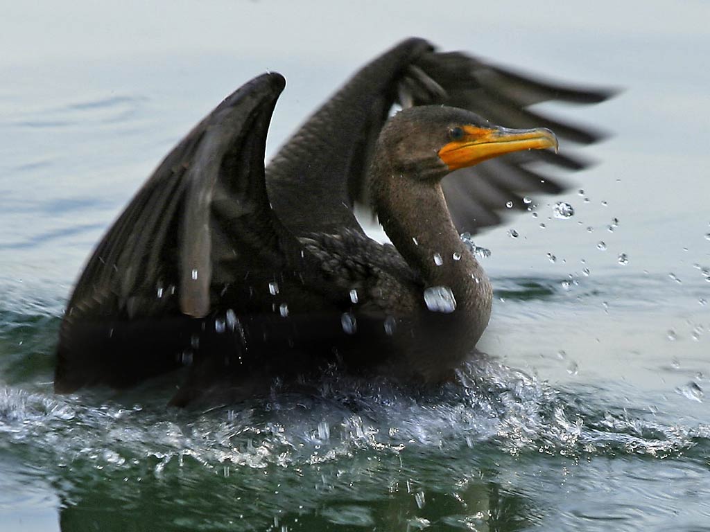 free Cormorant wallpaper wallpapers download