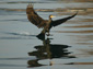 Cormorant wallpaper