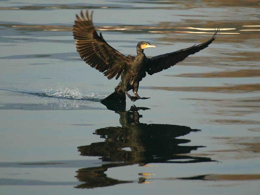 free Cormorant wallpaper wallpapers download