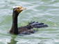 Cormorant wallpaper