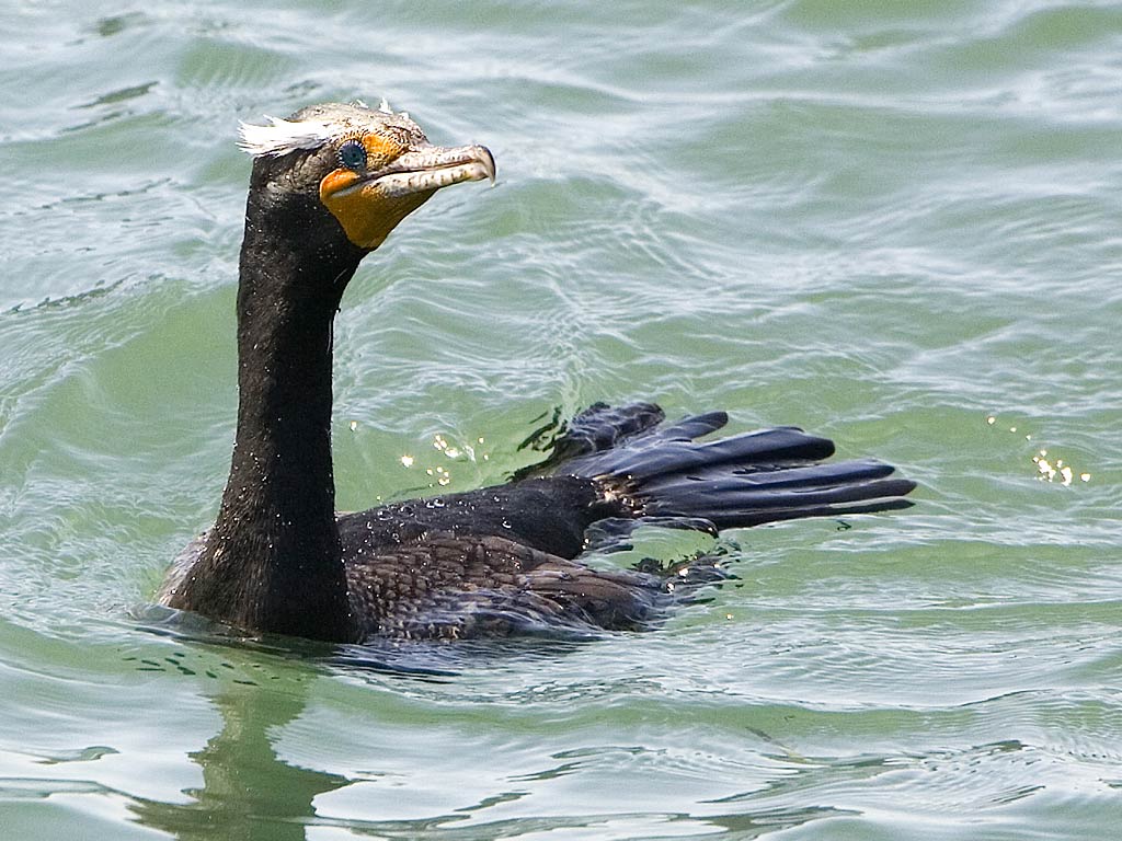 free Cormorant wallpaper wallpapers download