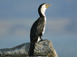 Cormorant wallpaper