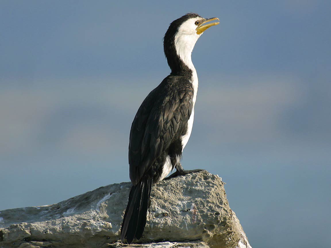free Cormorant wallpaper wallpapers and background