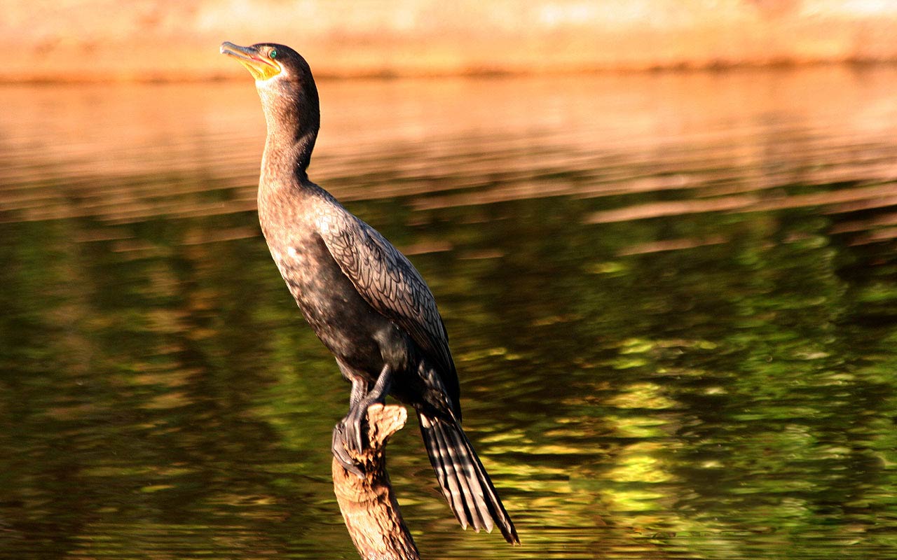 free Cormorant wallpaper wallpapers download