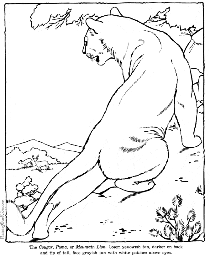 free Cougar coloring page