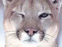 Cougar image