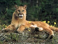 Cougar picture