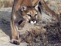 Cougar image