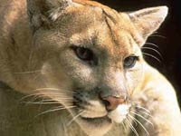 Cougar image