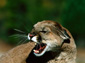 Cougar wallpaper