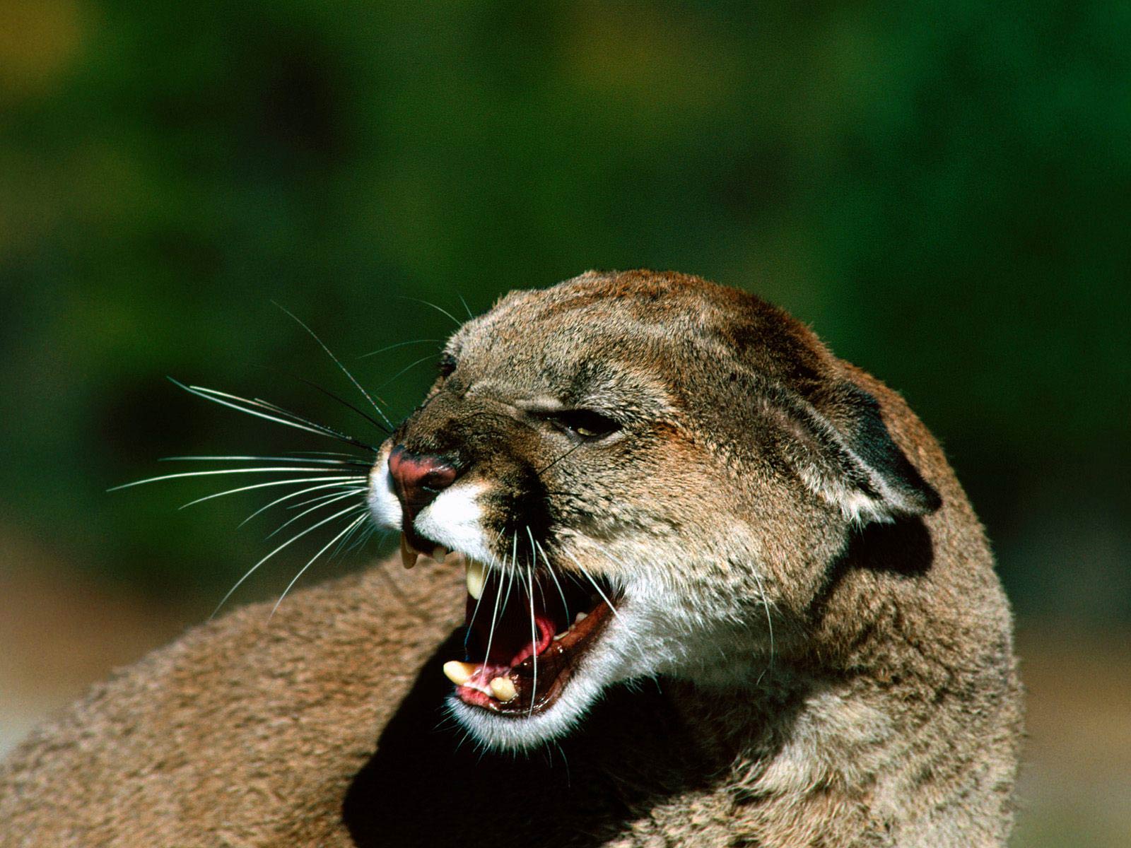 free Cougar wallpaper wallpapers download