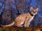 cougar wallpapers