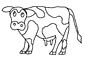 Cow color page