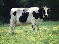 Cow image