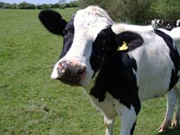 Cow image