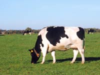 Cow image