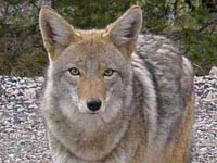 Coyote close up