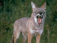 Coyote image