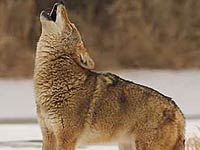 Coyote image