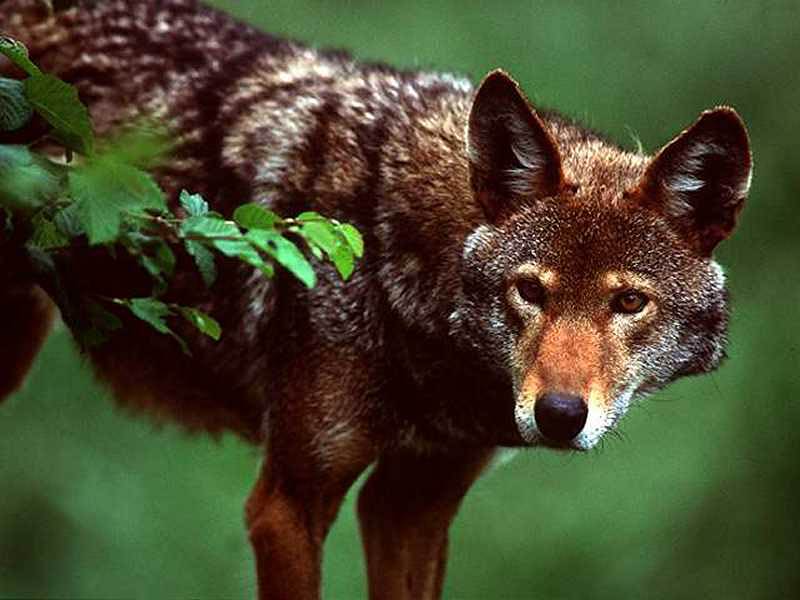 free Coyote wallpaper wallpapers download