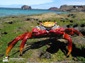 crab wallpaper