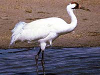 Crane image