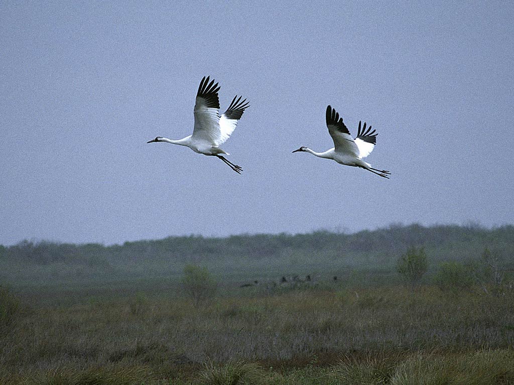 free Crane wallpaper wallpapers and background