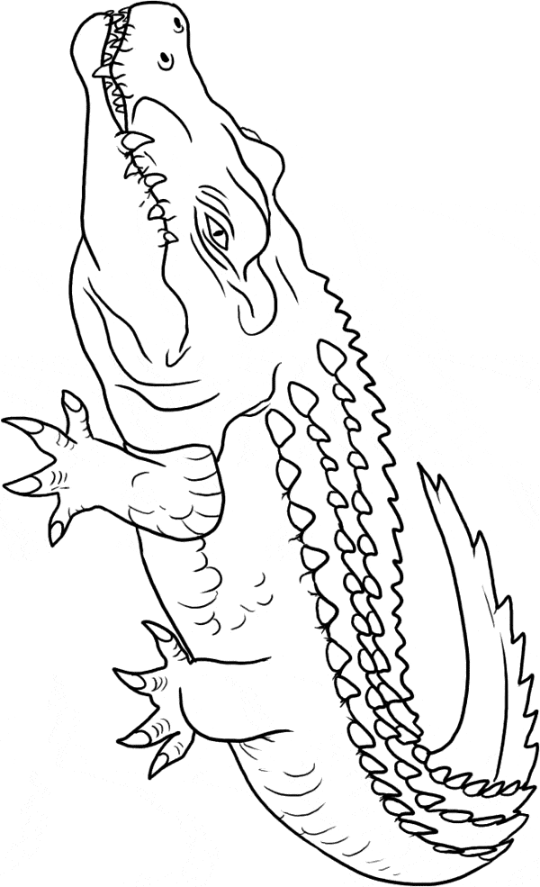 free Crocodile coloring page
