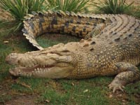 Crocodile image